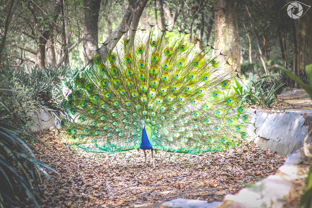 peacock 2
