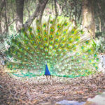 peacock 2