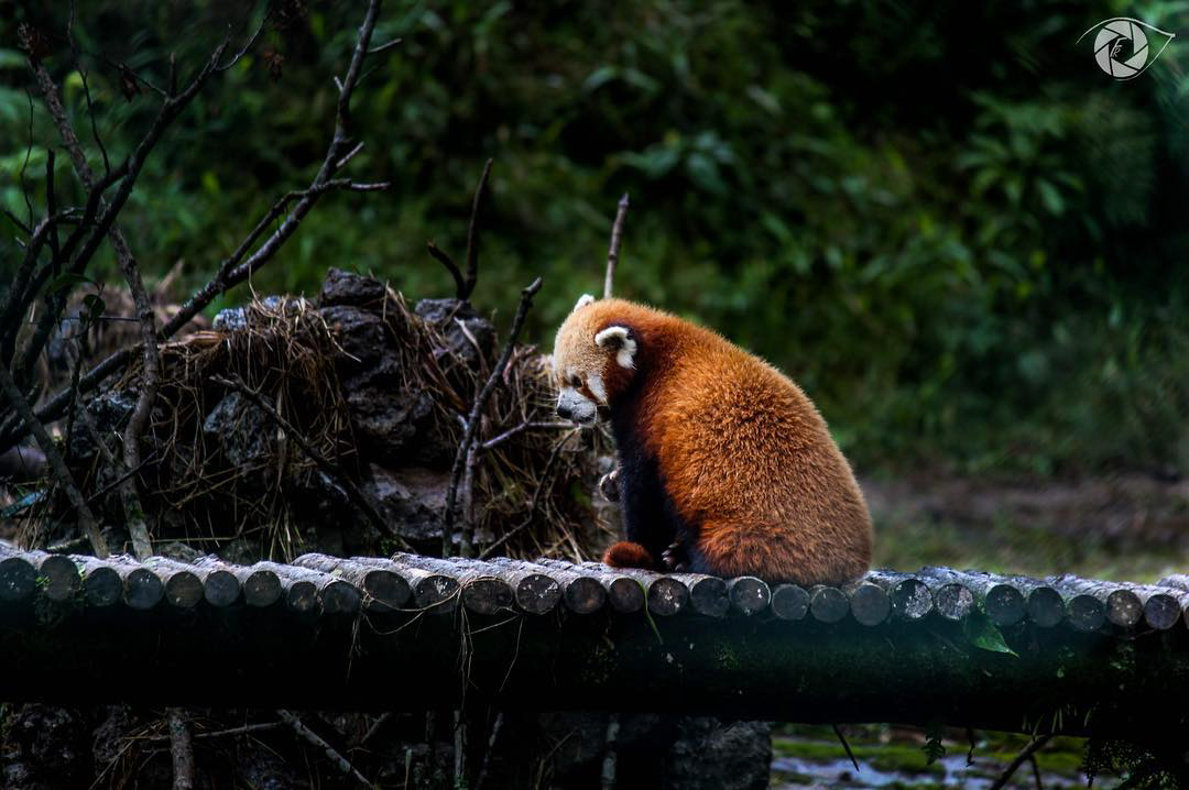 red panda